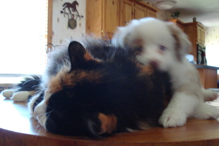 New Puppy- Aussie Laying on Angel