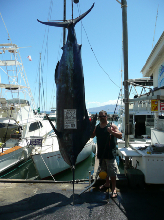 1026 pound Marlin caught in Maui