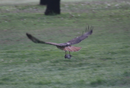 feeding a hawk