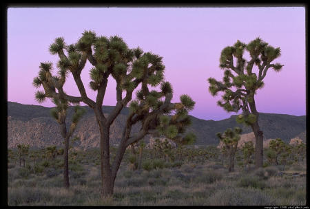 Joshua Tree Natl Park