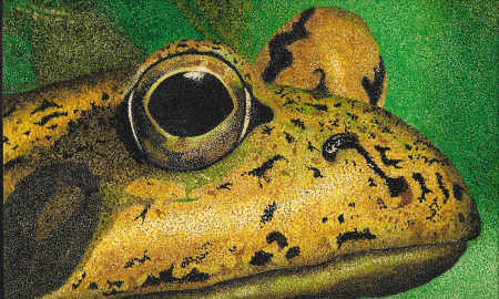 Frog Head Profile