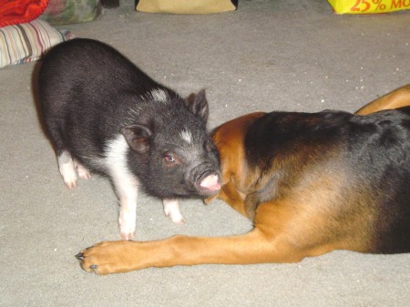 Lloyd (the dog) & Korkie (the pig)