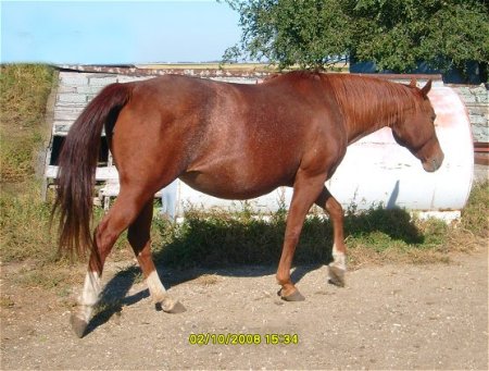 Peppys Scepter, 1990 AQHA Sorrel Roan mare