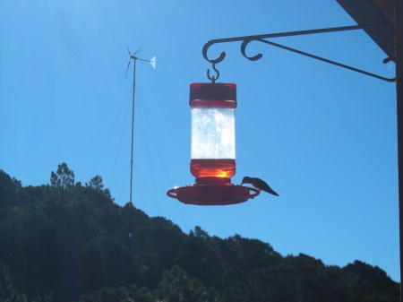 hummingbird2