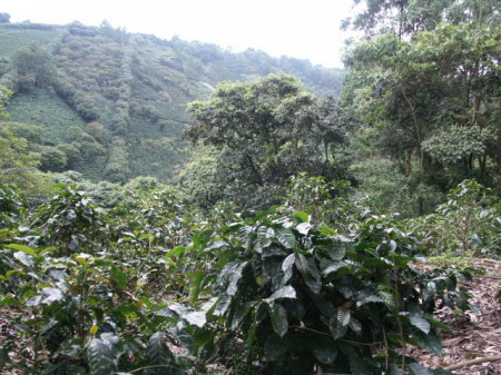 High Mountain Area in Costa Rica
