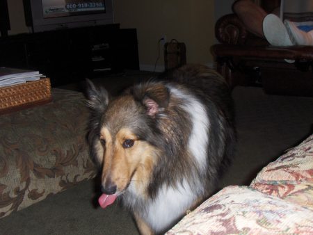 Lance , my Sheltie