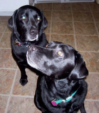 2 black labs