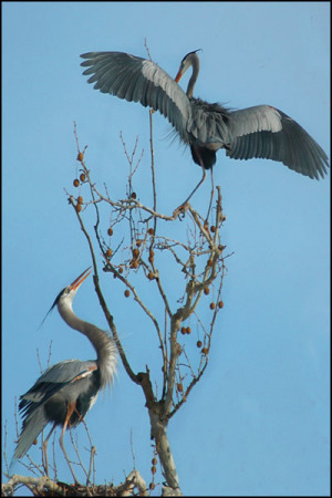 Heron gracefully landing