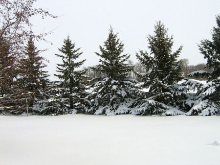 Robert Piotrowski's album, Snow in Minnesota