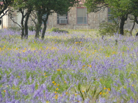 Field of Blue