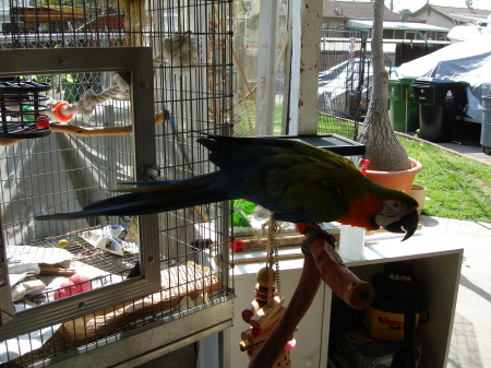 My newly adopted Catalina Macaw "Sherman"