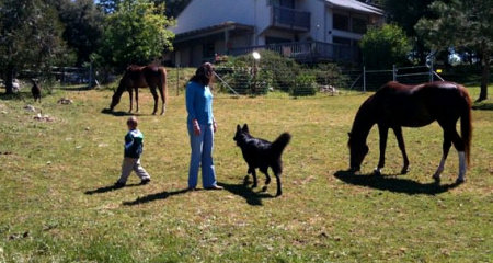 Catherine,Indy the shepard, Dollar, Duchess,