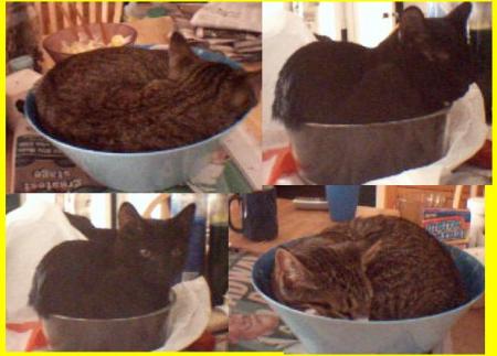 my kittens love their bowls!