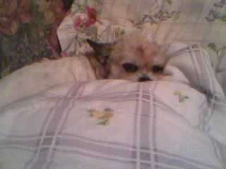 Tabitha on her blanket