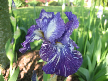 My prize iris