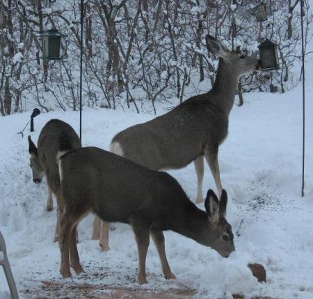 3 Doe Feast in my backyard -Jan 08