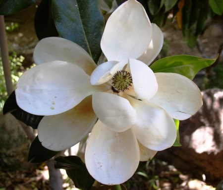 Magnolia blossom inside Reid Park Zoo