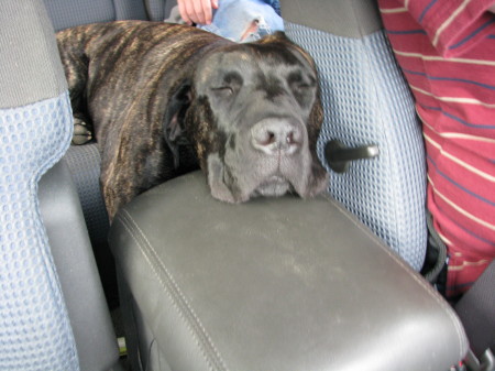 Gracie the Mastiff taking a nap