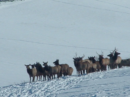 elk