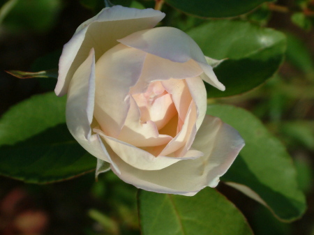 white flower