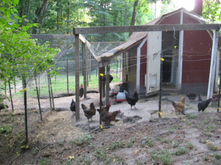 The chickens.