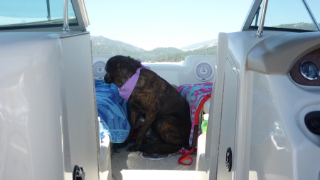 Boating with Aggie the wonder dog