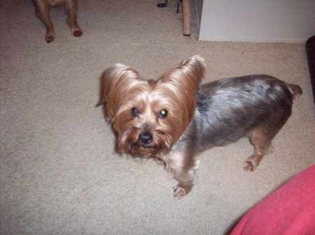 My other yorkie