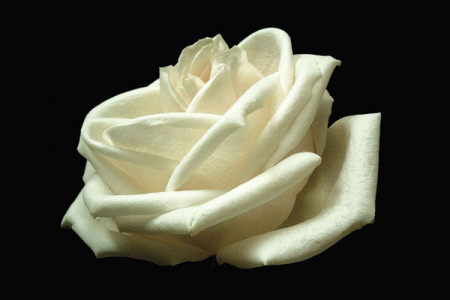 white rose