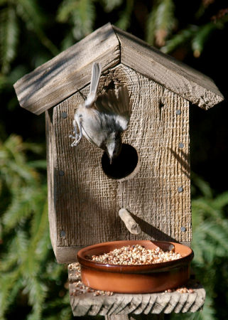 Dive bomber (chickadee)