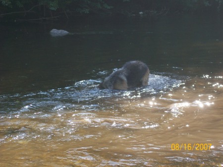 My "late" best friend Duke diving for a rock