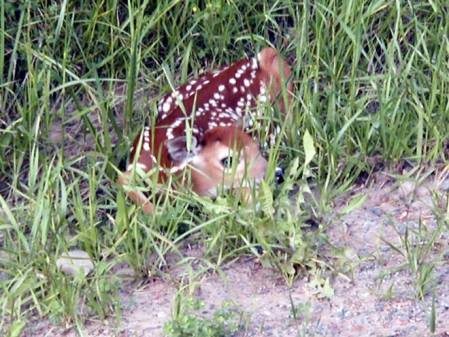 Baby Fawn