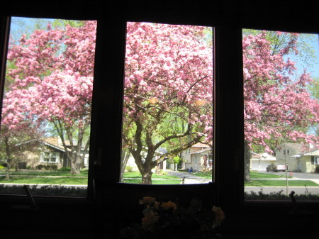 My beautiful crabapple tree in april