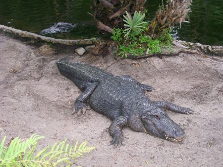 pet gator