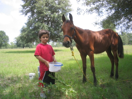 every boy needs a horse