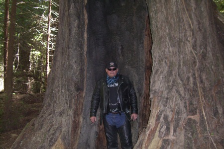 Husband Bod standing inside a tree at the in the Redwood Forest