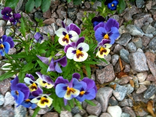 Pansy's