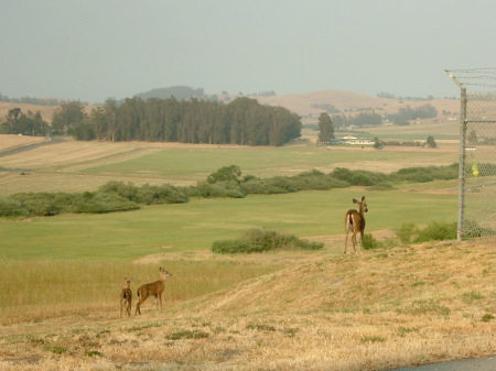 Fawns on TRACEN base