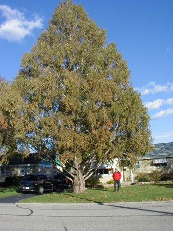 Fred's Dawn Sequoia tree at Home in Mundelein