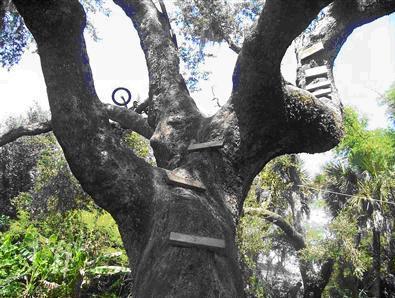 The "old tree" on the Estero River!