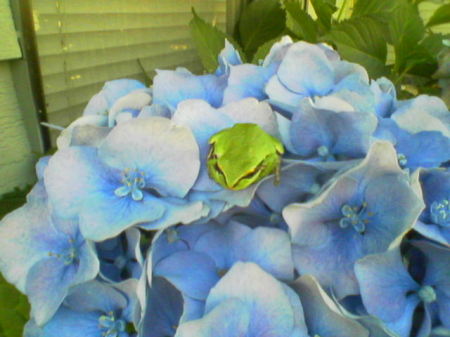 My favoriet flower and a frog!