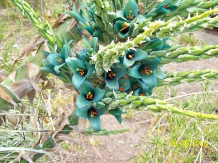 Puya berteroniana