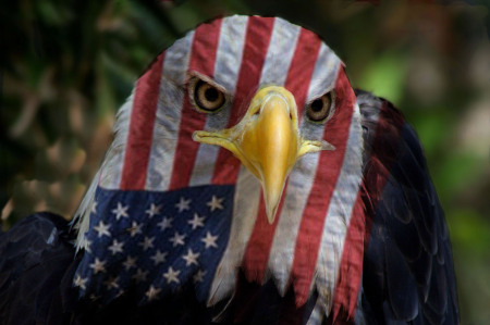 patriot eagle copy