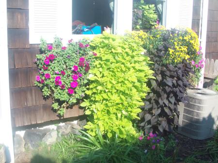 My flower boxes