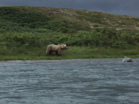 Moraine River, Katmai Preserve, Alaska