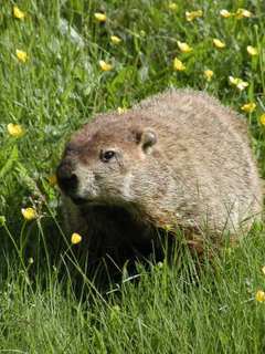 Groundhog with flowers