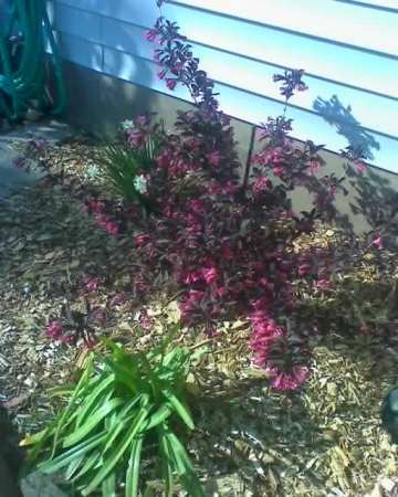 04-27-08_1716 bush in front flower bed