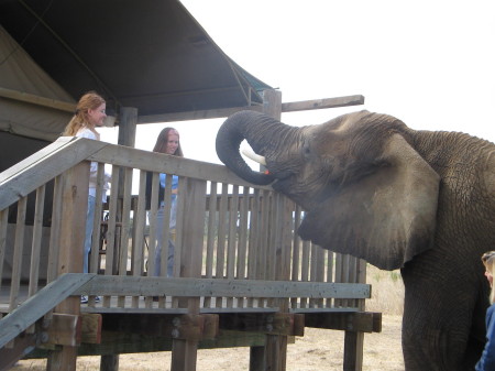 Kayla and I feeding the elephant June 2005