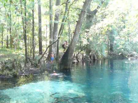 50 ft cypress tree high jump