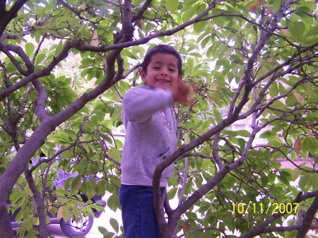 Julian in the tree