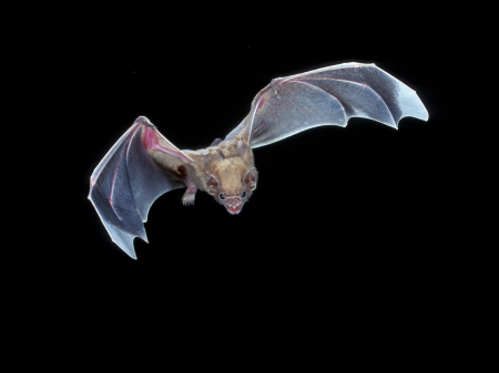 White-winged vampire bat